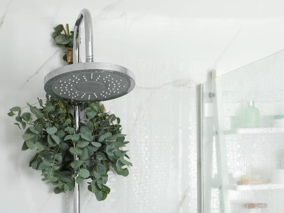 Metal shower head with sprig of eucalyptus hanging off of it