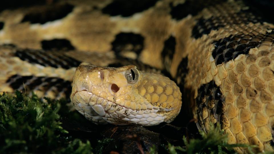 Close-up of timber rattlesnake