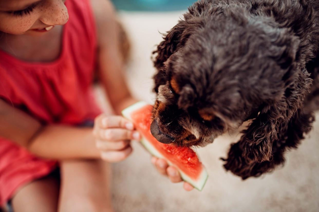 girl giving her dog a bite of watermelon; healthy snacks for dogs