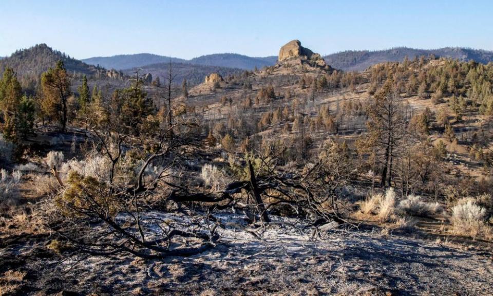 Ash and burnt trees after the Bootleg fire burned through in Beatty, Oregon, on 16 July.