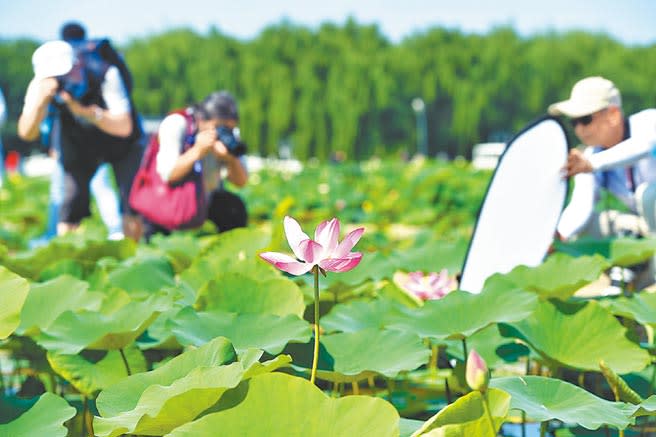 攝影愛好者在圓明園拍攝盛放的荷花。（王海欣攝）