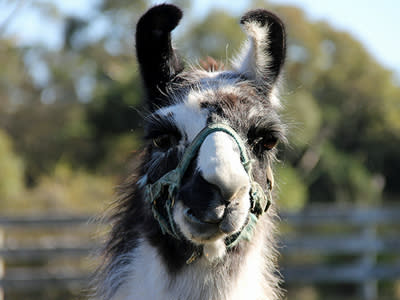 llama