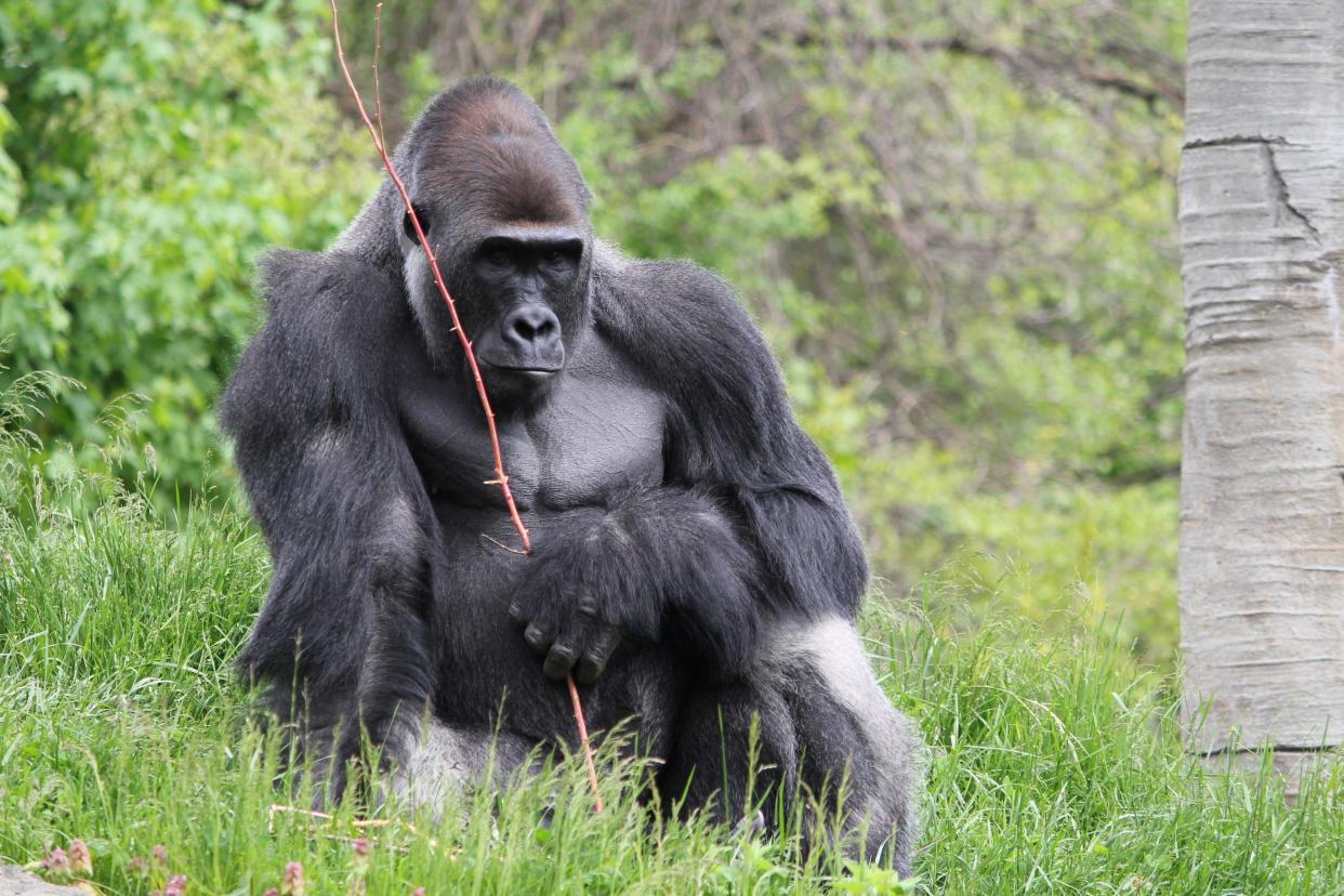 Western Lowland Gorilla at Detroit Zoo