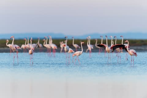 Spot flamingos a stone's throw from the city - Credit: GETTY