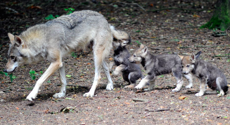 Ember and her mate Ash were brought to the park as part of a breeding programme (Picture: Getty)