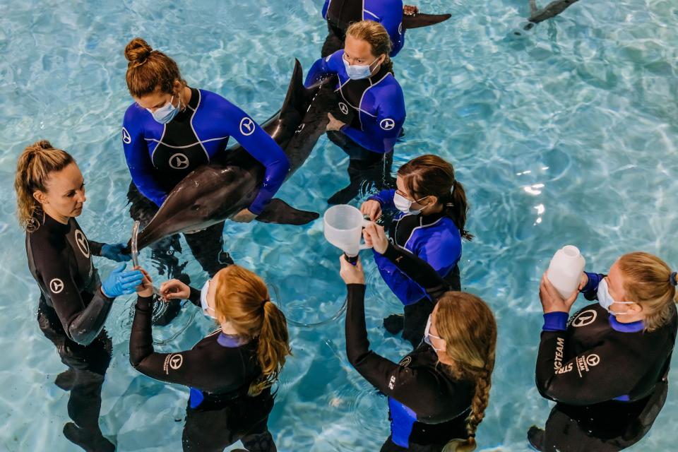 Officials said a dolphin is recovering at a Florida aquarium after being found stranded off the coast last week.