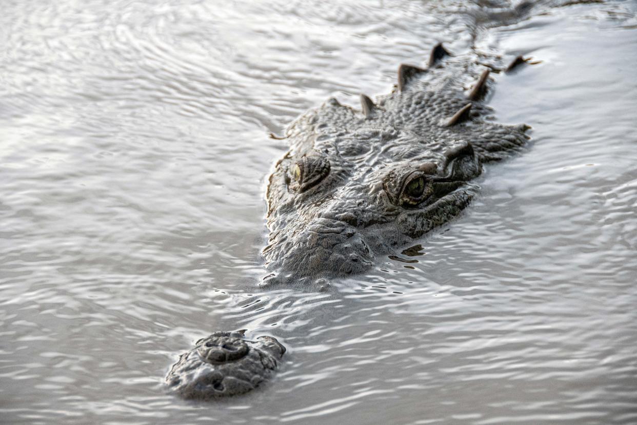 A crocodile swims in the Tarcoles River, the most polluted river in Central America, southwest of San Jose, Costa Rica, on November 21, 2022. / Credit: Ezequiel Becerra/AFP via Getty Images