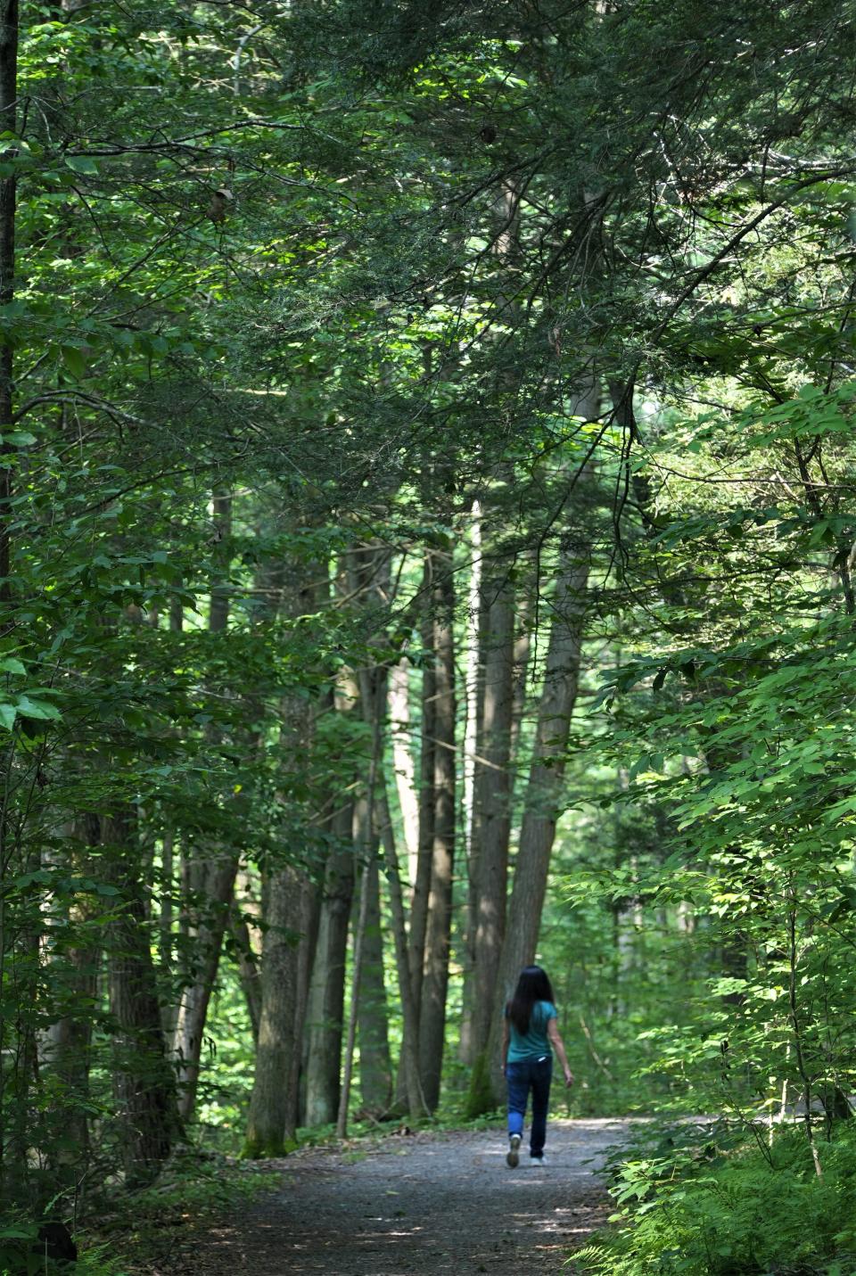 A woman walks along the hiking path along the Hornbeck Creek in the Delaware Water Gap National Recreation Area on Thursday, June 29. The area bordering the creek, as well as part of Mount Minsi in the southern part of the park have been added to the Old-Growth Forest Network.