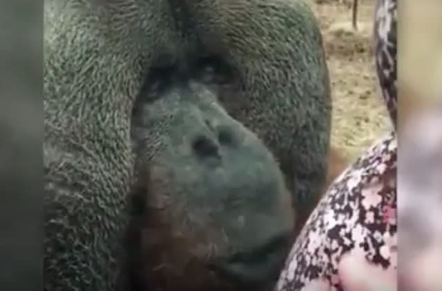 Beautiful orangutan likes to kiss baby bumps