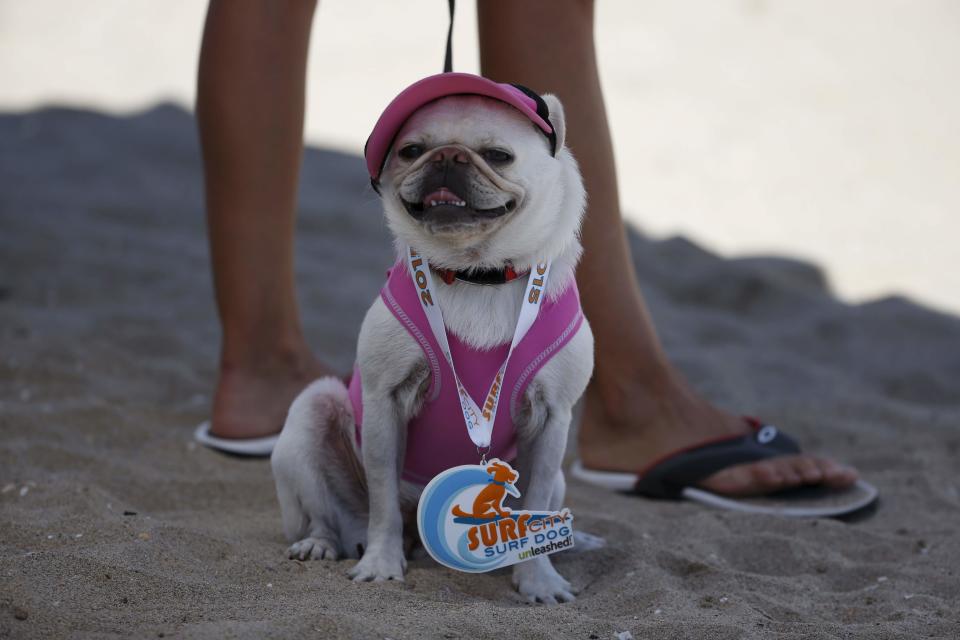 A dog cools off in the shade after competing in the Surf City Surf Dog Contest in Huntington Beach