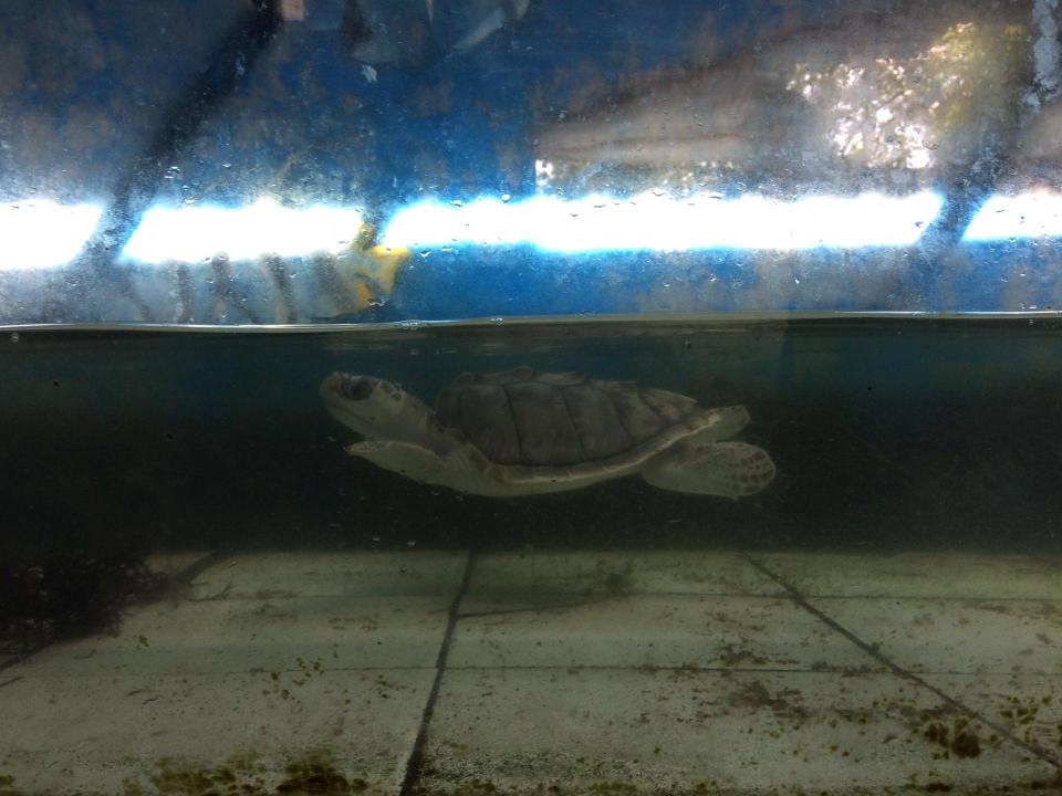 A baby turtle in a dirty shallow tank.