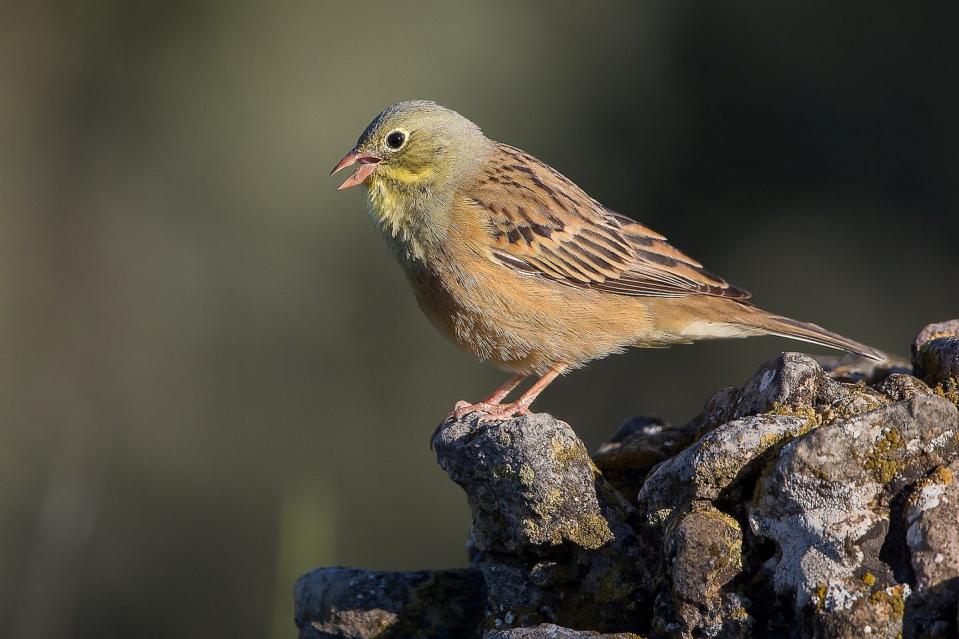 El escribano hortelano se beneficia de las aperturas que los incendios crean en los paisajes forestales. <a href="https://commons.wikimedia.org/wiki/File:Ortolan_bunting_in_Sierra_de_Guara,_Aragon,_Spain.jpg" rel="nofollow noopener" target="_blank" data-ylk="slk:Pierre Dalous / Wikimedia Commons;elm:context_link;itc:0;sec:content-canvas" class="link ">Pierre Dalous / Wikimedia Commons</a>, <a href="http://creativecommons.org/licenses/by-sa/4.0/" rel="nofollow noopener" target="_blank" data-ylk="slk:CC BY-SA;elm:context_link;itc:0;sec:content-canvas" class="link ">CC BY-SA</a>