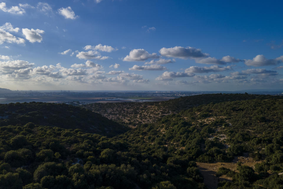 The forest area where Beduins has grazed goats for generations that might soon be forbidden for them near Rumihat in the Galilee region, Israel, Tuesday, Aug. 23, 2022. Plans to turn the 2,500-acre area into a wildlife corridor have sparked rare protest from Bedouin in the northern Galilee region. (AP Photo/Ariel Schalit)