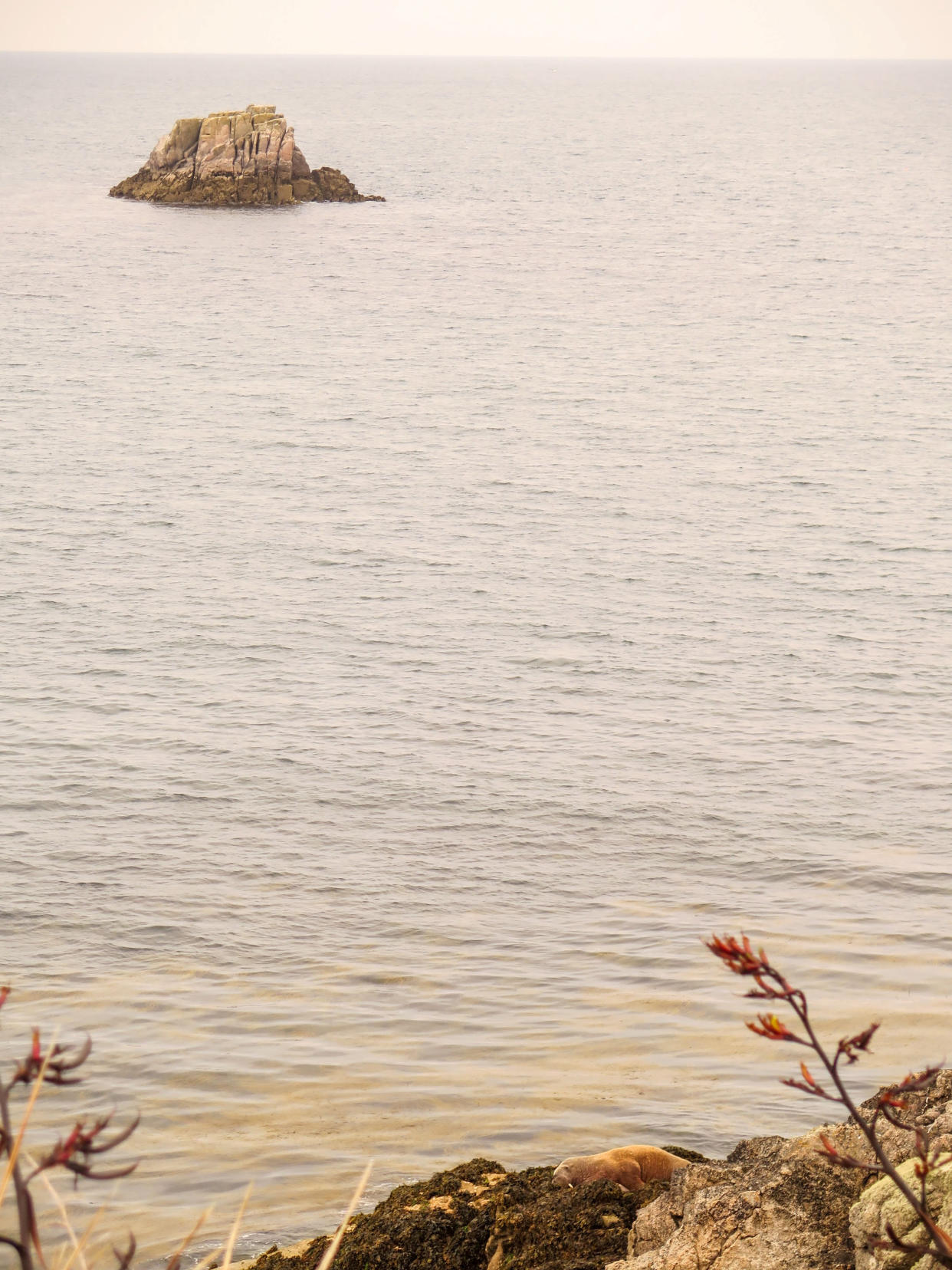 Wally the Walrus has been pictured finally getting some rest - after crawling onto the rocks to sunbathe on the Isles of Scilly. (SWNS)