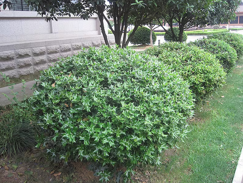 A row of small blue holly bushes near a house.