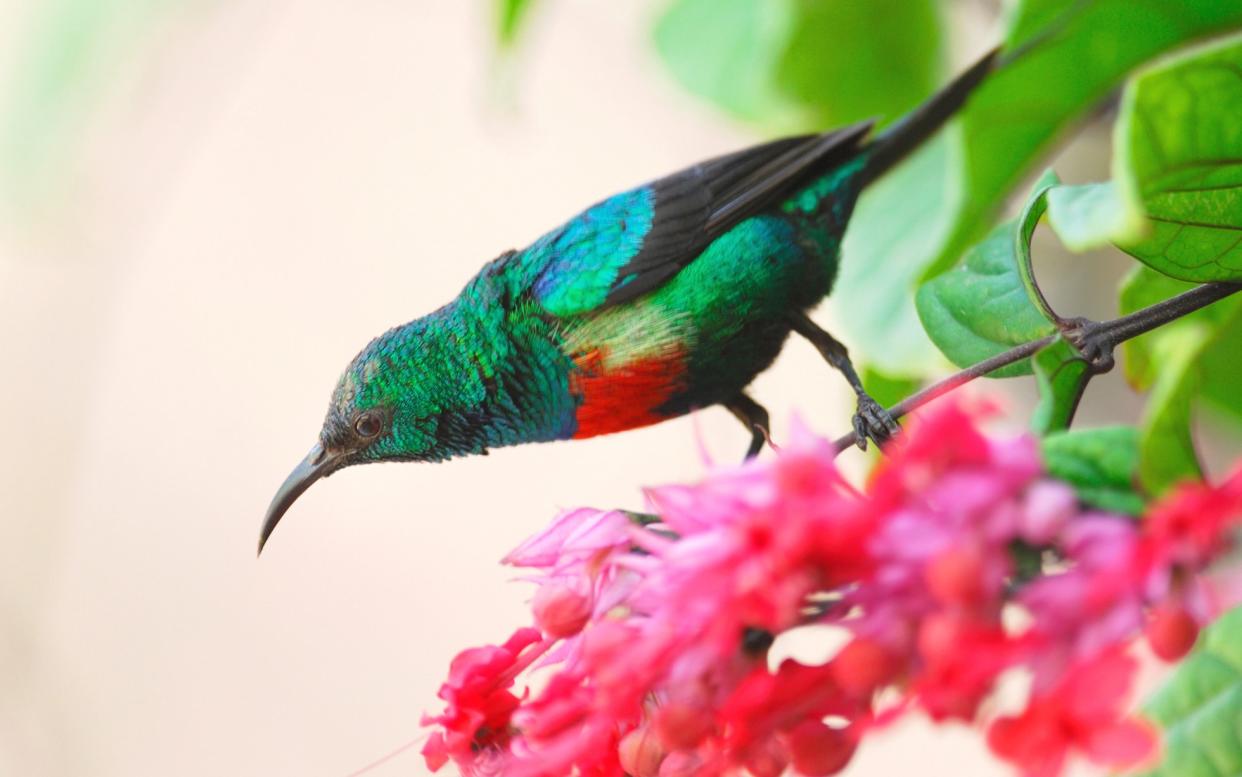 Escape the beach for a day or two to discover Gambia's natural and cultural highlights – like this sunbird, one of Gambia's 550 native bird species - alamy