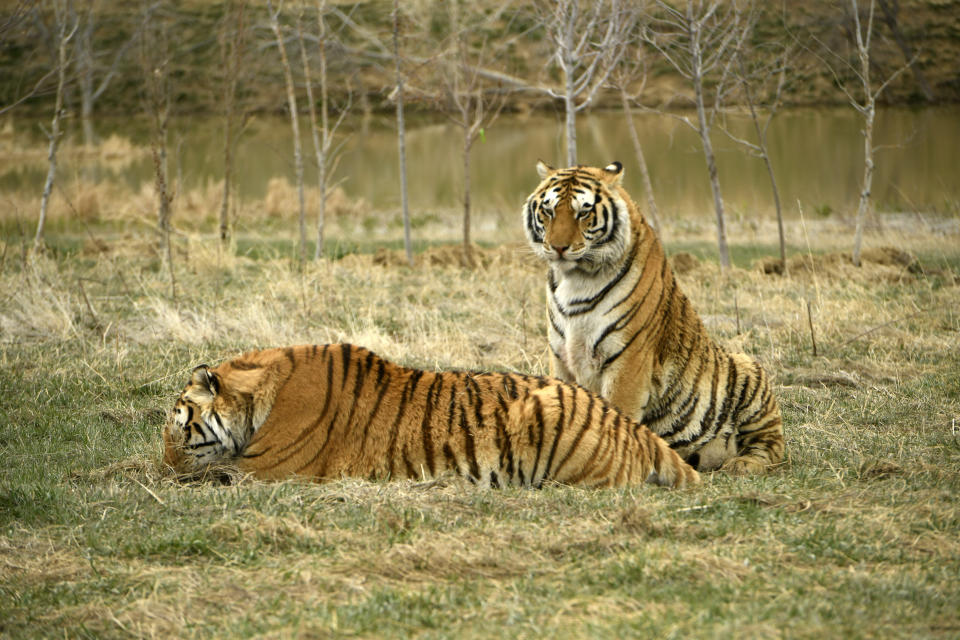 Two tiger brothers relax in their open enclosures at The Wild Animal Sanctuary on April 1, 2020 in Kennesburg, Colorado.&nbsp; (Photo: Helen H. Richardson/MediaNews Group/The Denver Post via Getty Images via Getty Images)