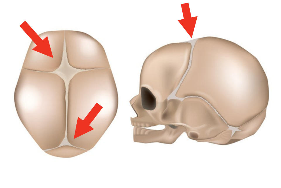 Illustrations of a baby's skull