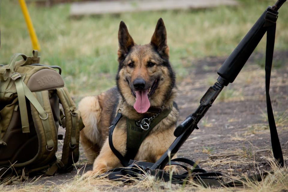 A military working dog surrounded by a soldier's gear