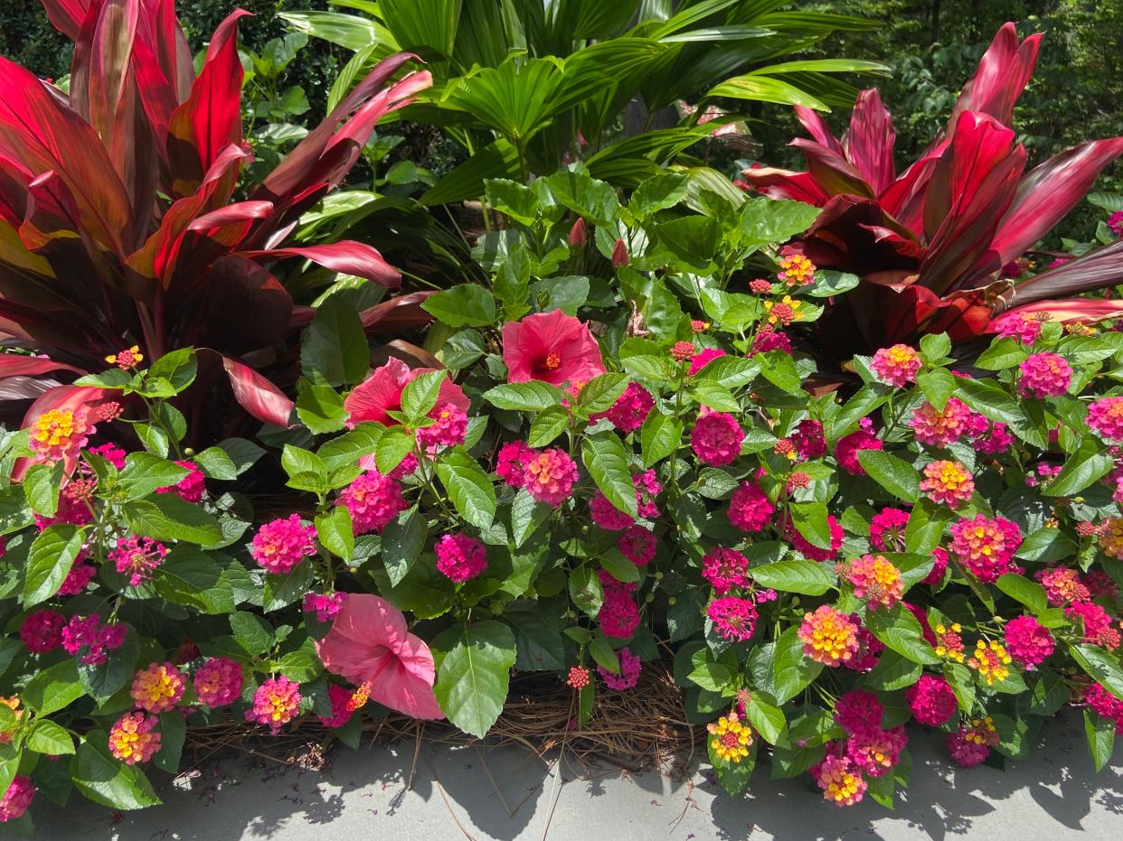 This Red Sister variety of Hawaiian Ti is partnered with Luscious Royale Cosmo lantana and tropical hibiscus for a festival of color.