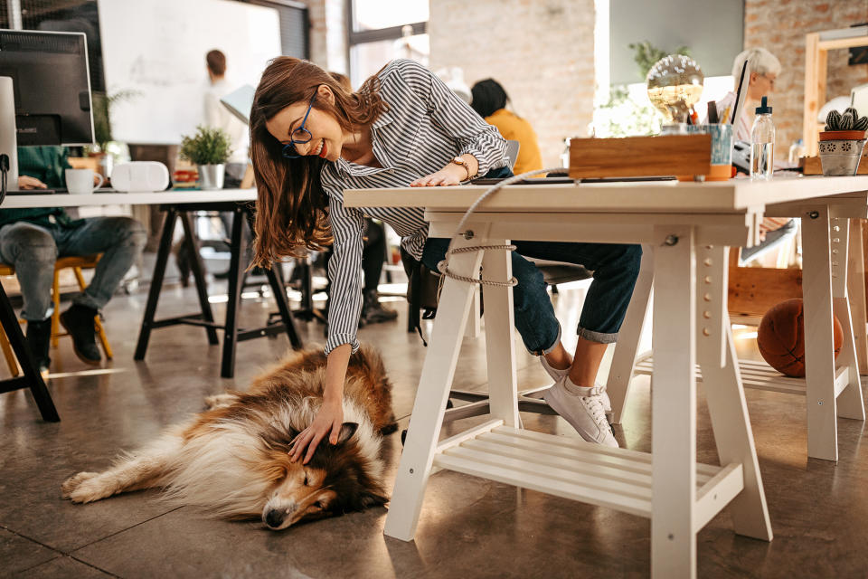 One in five pet owners are planning to take their pet into the office. (Getty Images)