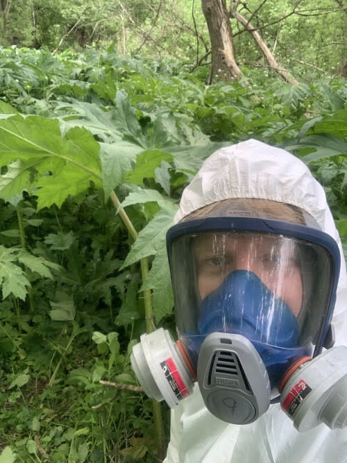 Mark Robinson among a giant hogweed plant