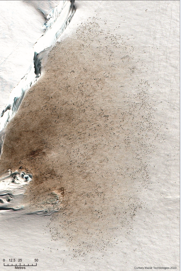 High-resolution satellite image of an Emperor penguin colony at the Vanhoeffen site. Dark stains of poop and black dots representing penguins stand out against the white icy landscape.