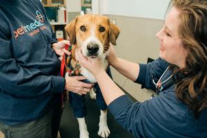 dog veterinarian exam