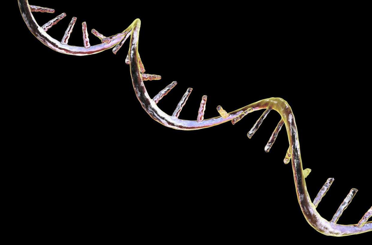 RNA is more than just a transitional state between DNA and protein. <a href="https://www.gettyimages.com/detail/illustration/molecule-of-mrna-illustration-royalty-free-illustration/1450368774" rel="nofollow noopener" target="_blank" data-ylk="slk:Kateryna Kon/Science Photo Library via Getty Images;elm:context_link;itc:0;sec:content-canvas" class="link ">Kateryna Kon/Science Photo Library via Getty Images</a>