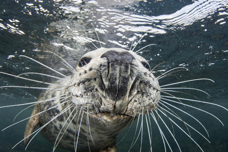 <p>Robertson-Brown said “the seal had a good try at stealing my camera. I was right at the surface, at the end of a great dive, and this particular seal had been interacting with the group for about 15 minutes.” (Photo: Frogfish Photography/Caters News) </p>