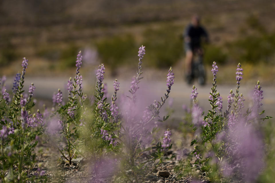 A man rides a bike by blooming wildflowers on Thursday, April 13, 2023, in the Lake Mead National Recreation Area in Arizona. (AP Photo/John Locher)