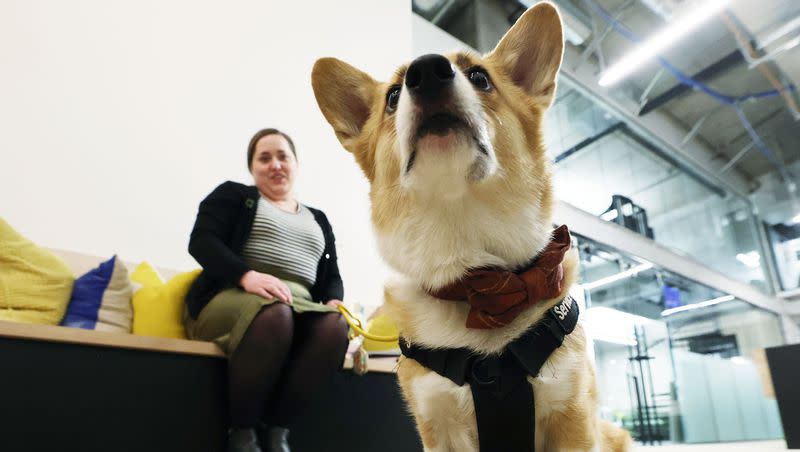 Kathleen Sykes sits with her service dog, Jefferson, at her office at Kiln in Salt Lake City on Friday, Jan. 5, 2024. Because of a back injury to Sykes, Jefferson has been trained to retrieve items for her, among other tasks.