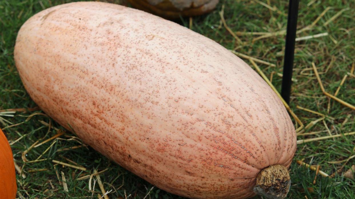 pink banana pumpkin squash variety of cucurbita maxima, with grass and other squashes in the background
