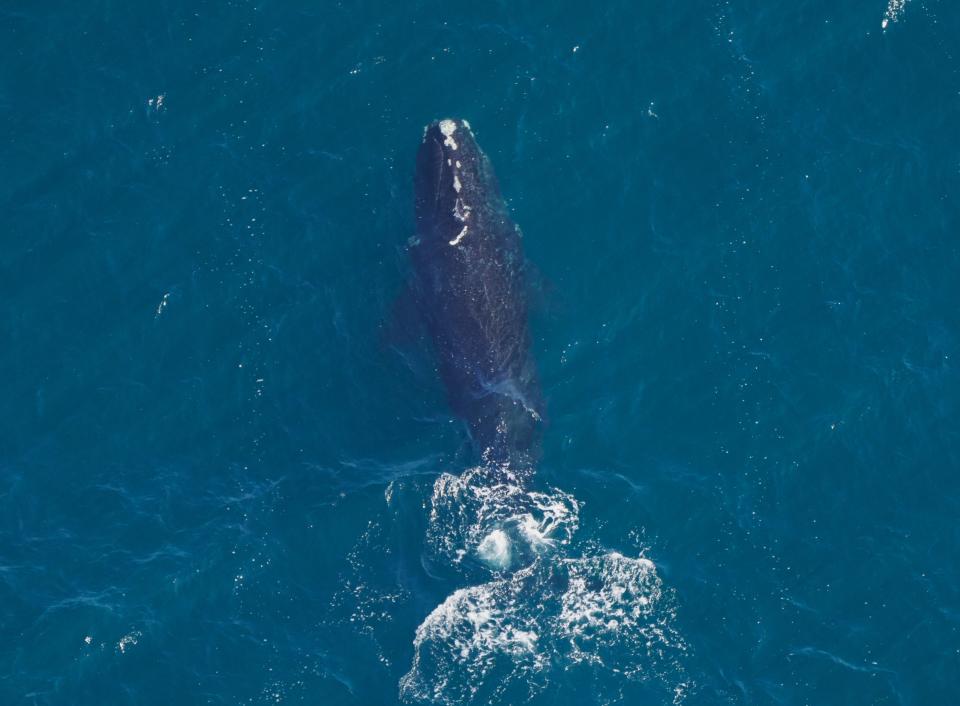 Musketeer, a North Atlantic right whale, catalog number 4360, is a regular visitor to the waters off southern New England. This photo from March 2023 was taken under NOAA research permit number 25739.