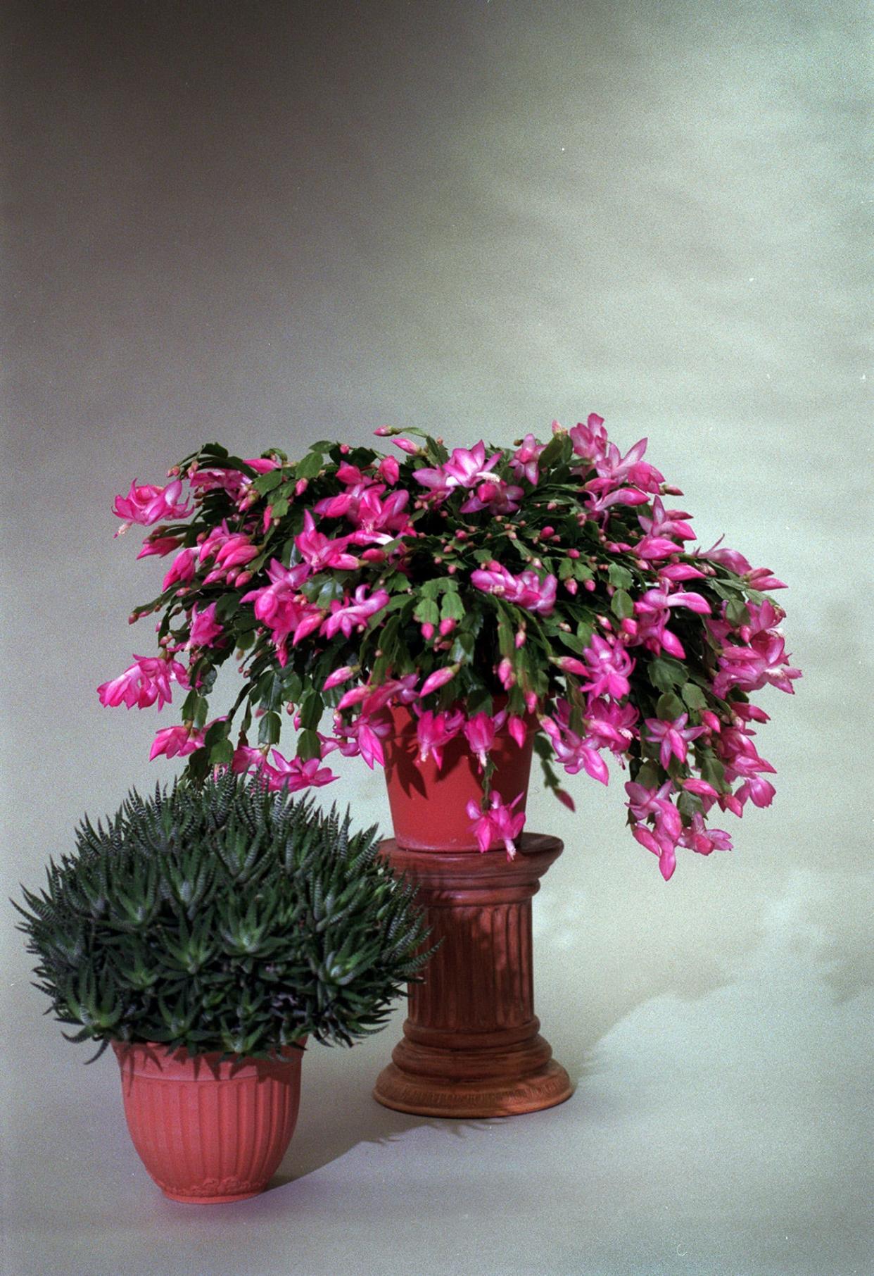 Houseplants add color and visual appeal to indoor environments.