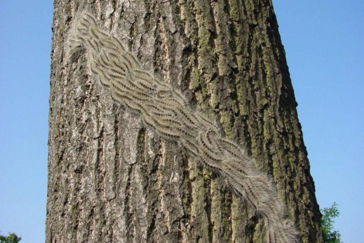 People should avoid touching oak processionary moth caterpillars <i>(Image: Forestry Commission/ Henry Kuppen)</i>