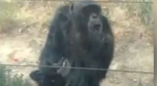 A group of tourists could be heard laughing as they watched the chimp in the enclosure. Photo: Youtube