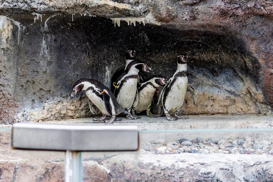 Humboldt penguins look in vain for their shadows as they take the place of Gordy the groundhog for the annual Groundhog Day ceremony Friday.