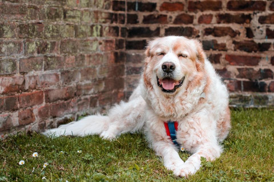 Great Pyrenees