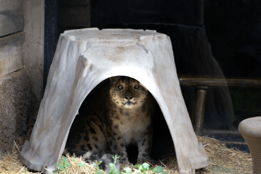 The Hogle Zoo in Salt Lake City announced the death of a snow leopard named Milenka on Tuesday, Jan. 23. Milenka was known for her crossed eyes and unique vocalizations. (Courtesy of Hogle Zoo)