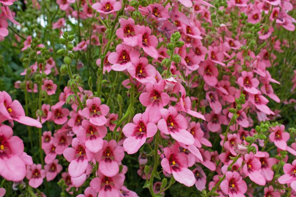 22) Diascia