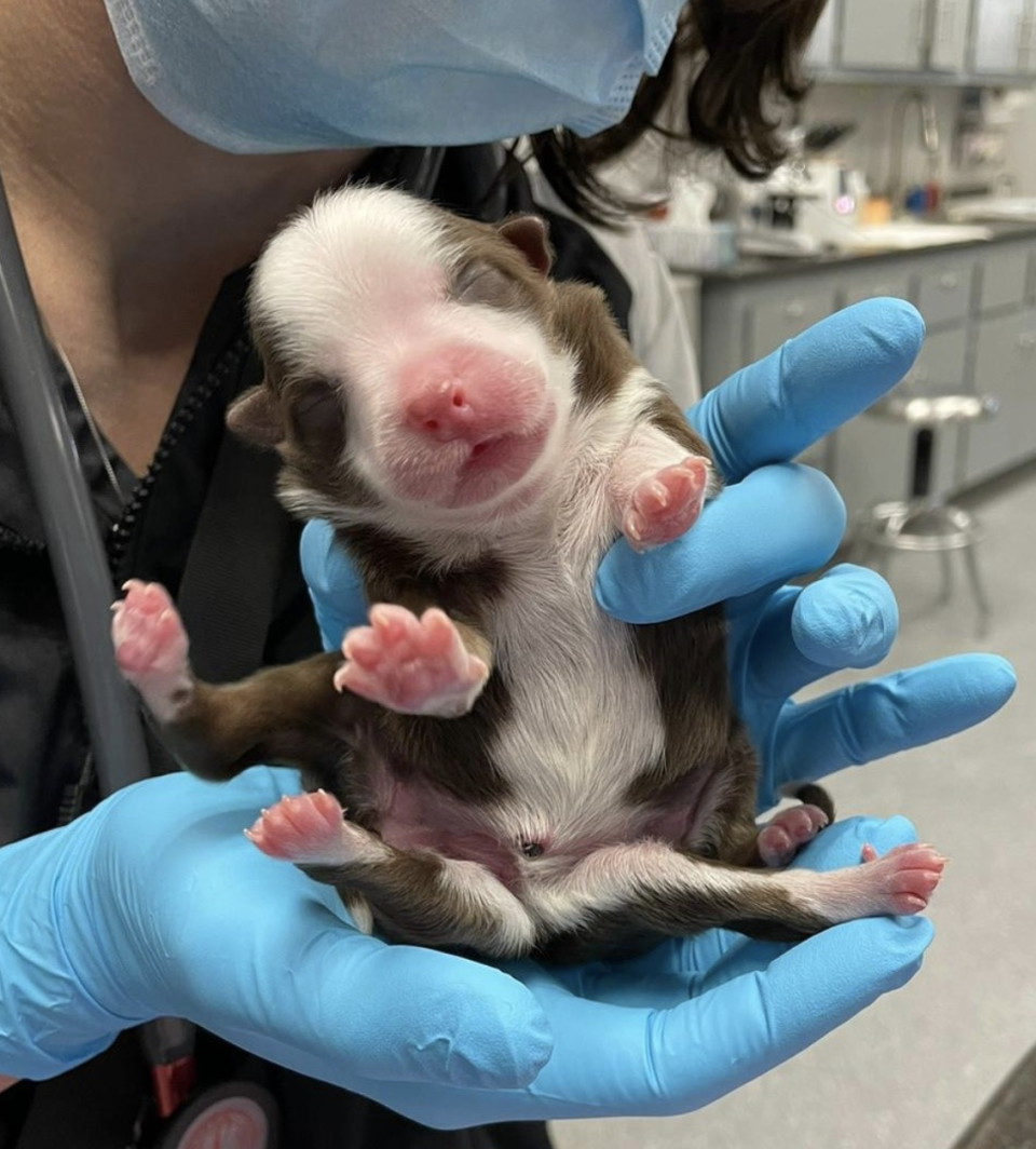 The adorable puppy, named Skipper, with six legs. Source: Facebook