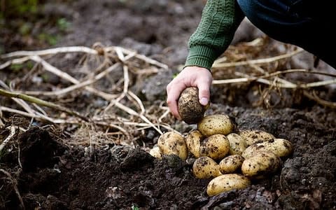 Lift your potato crop - Credit: Alamy