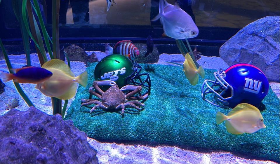 A crab at Sea Life at American Dream who picks NFL games has a better record than the Jets and the Giants.
(Credit: Sea Life)