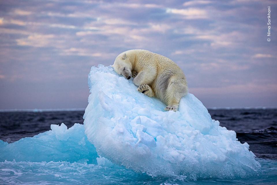 A polar bear lies sleeping on an ice berg bed