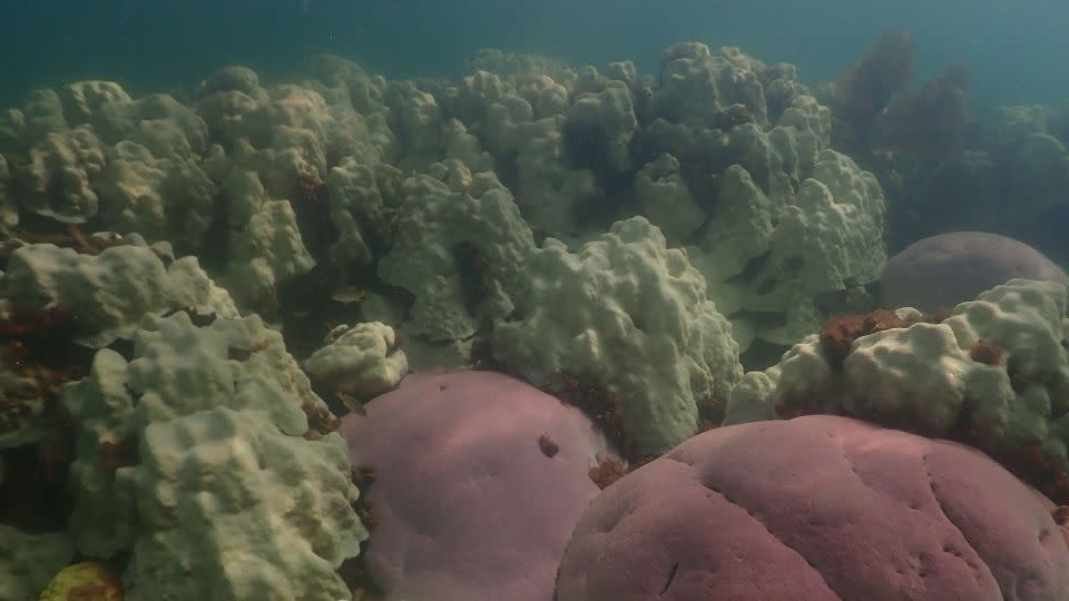 Coral bleaching as seen at Cheeca Rocks off Islamorada in the Florida Keys. - Courtesy Andrew Ibarra