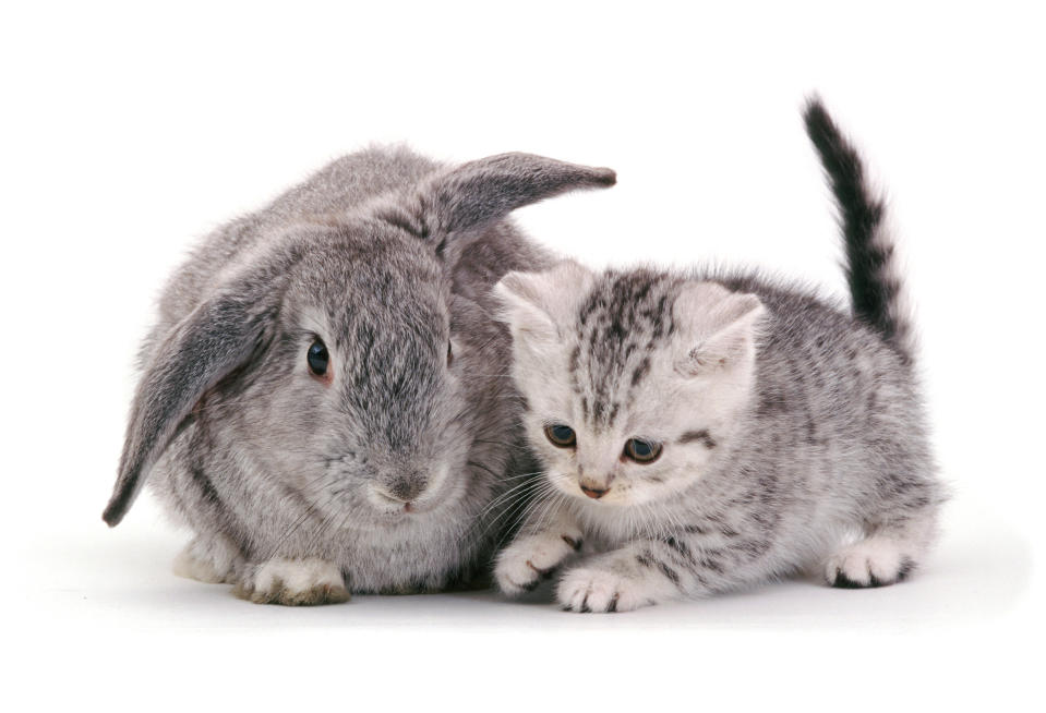 Snapcat: Felines and bunnies looks exactly the same