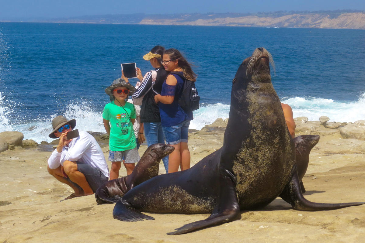 California sea lions charge toward startled beachgoers at San Diego's La  Jolla Cove