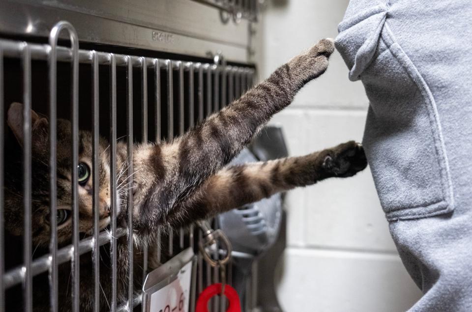 A working cat named Fire Sauce grabs a worker Thursday, March 16, 2023, at the Wisconsin Humane Society - Ozaukee Campus in Saukville, Wis.