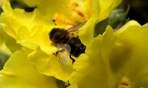 <span>A bee on common mullein in Tess’s nearby conservation patch.</span><span>Photograph: Family handout</span>